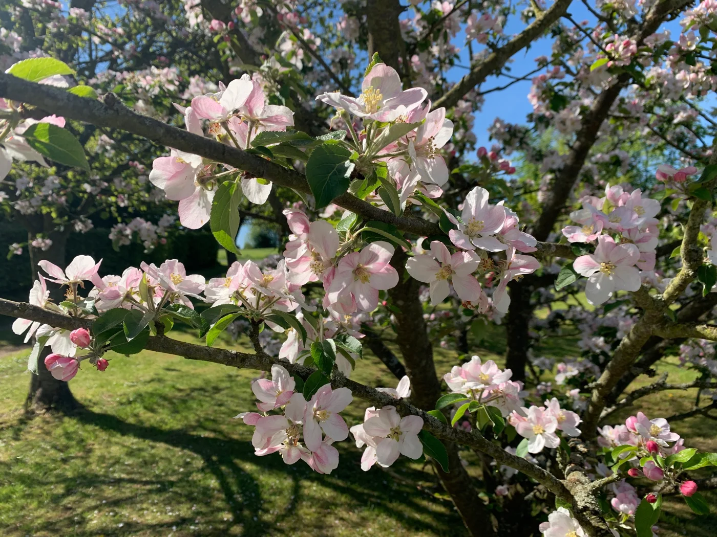 Blomstrende træer i de grønne omgivelser ved Parkhuset